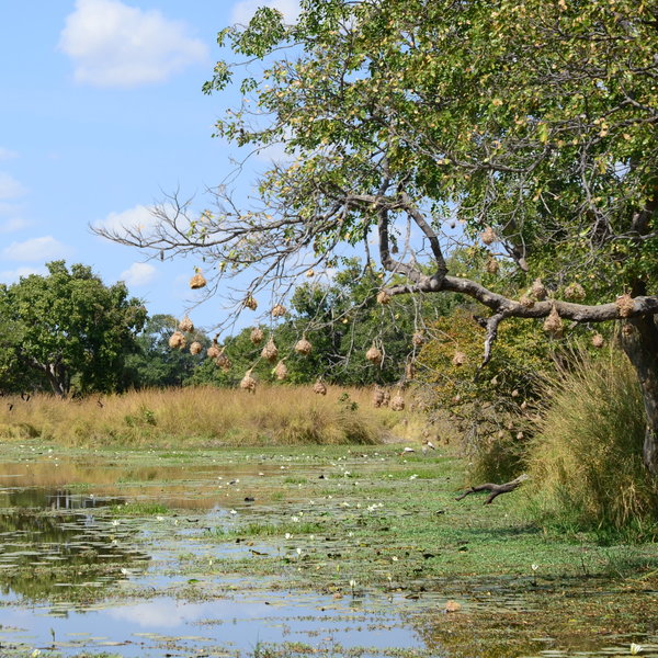 Robin Pope Safaris Mobile Safari Camp