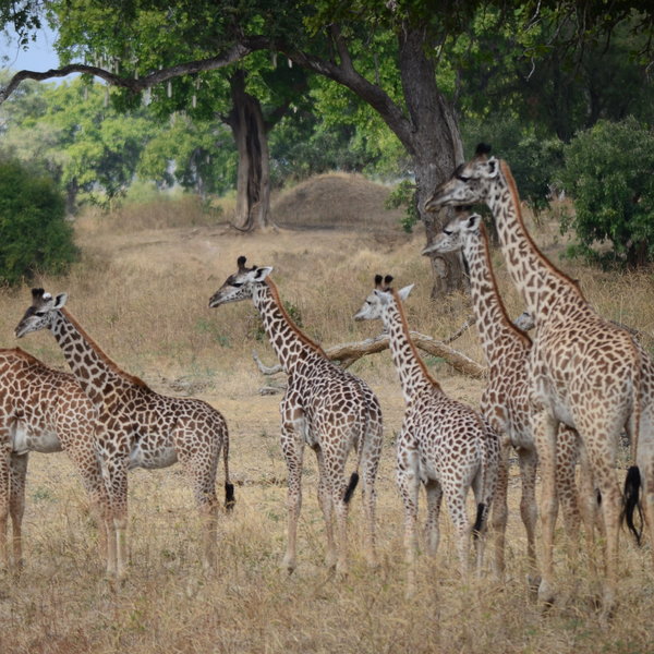 Robin Pope Safaris Mobile Safari Camp