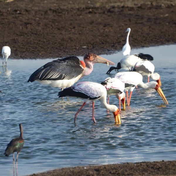 … including some rich birdlife.