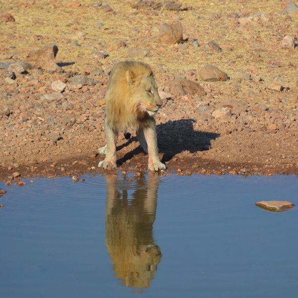 Ongava Lodge