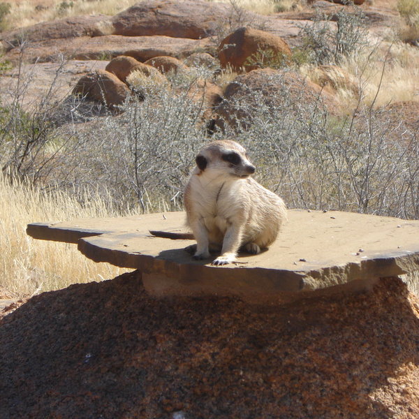 …with a little luck you may get to see some of the cute resident meerkats.
