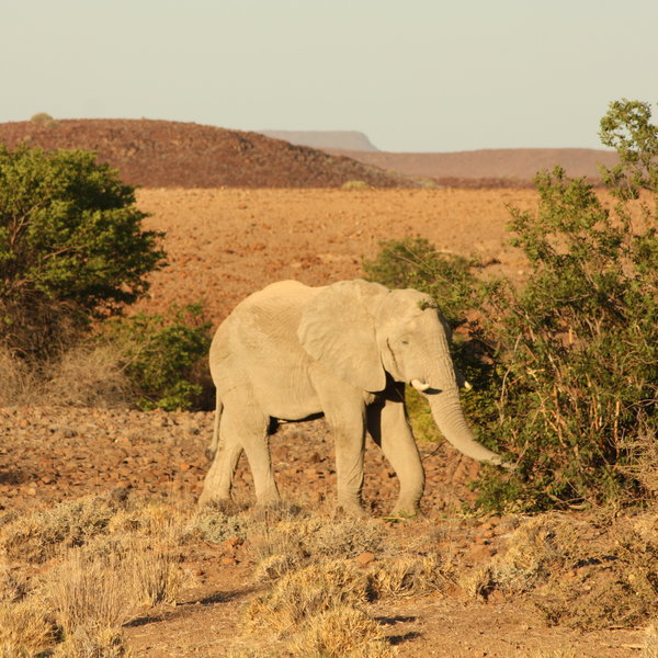...as well as desert-adapted elephants.