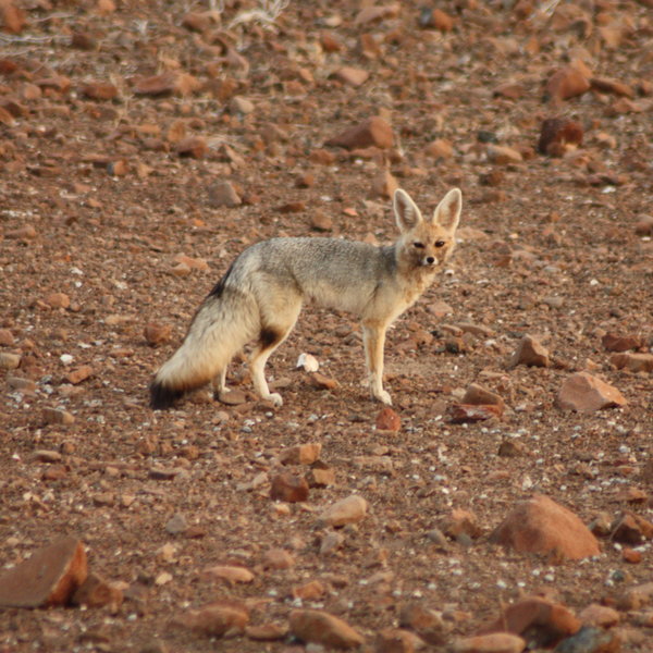 Other game you may see are bat-eared foxes...