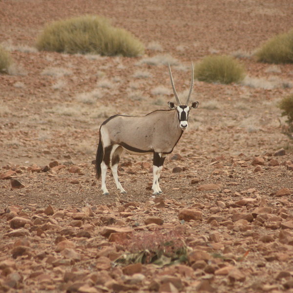 ...oryx...