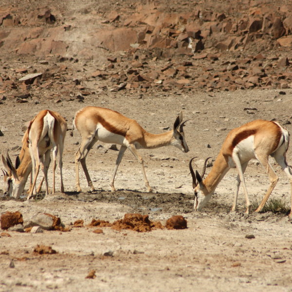 and springbok.