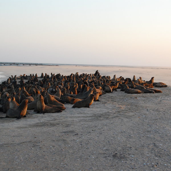 Pelican Point Lodge