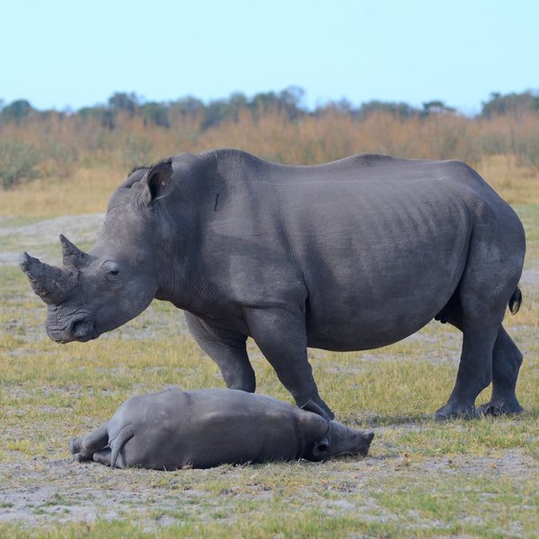 ...and very occasionally white rhino!