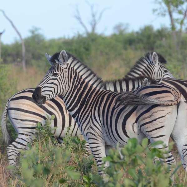 ...a variety of grazers and browsers like zebra...
