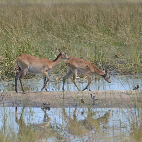 ... the water loving red lechwe,...