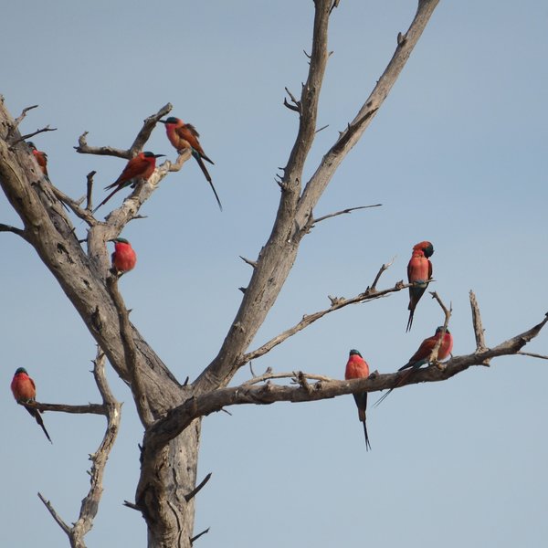 In September-October, carmine bee-eaters arrive and provide a colourful aerial display.