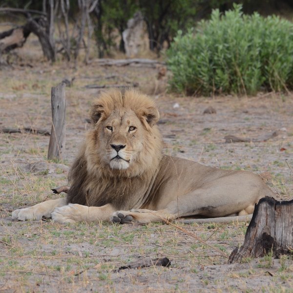 ...attracting predators like lion.