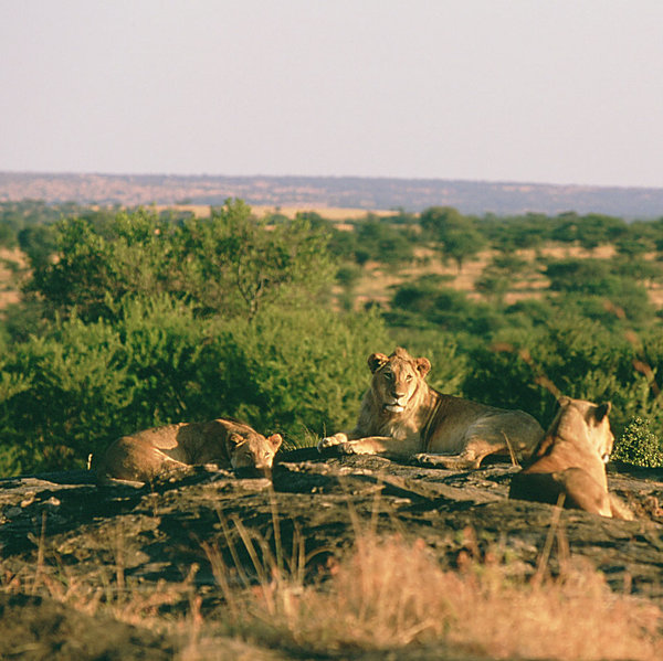 You will have a good time if you come here for the wildlife and scenery – just don’t expect luxury.