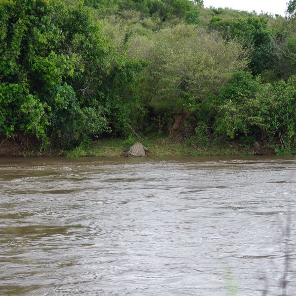 …which is excitingly close to the Mara River, with its hippos and crocs.