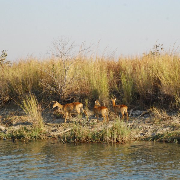 Mukambi Safari Lodge