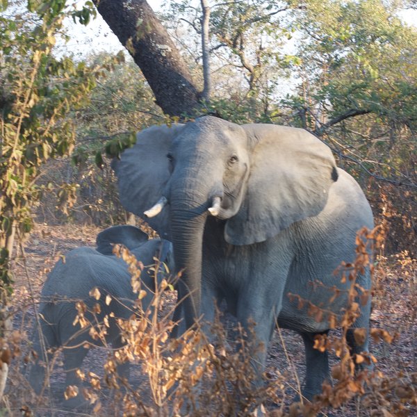 Mukambi Safari Lodge