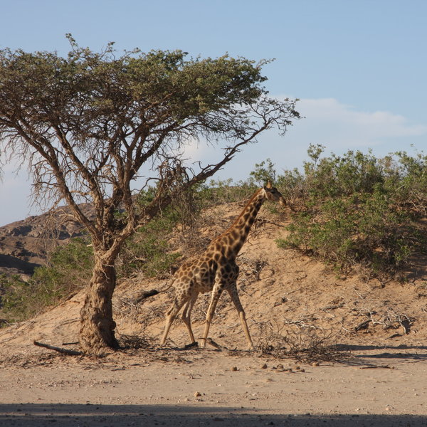 Hoanib Skeleton Coast Camp