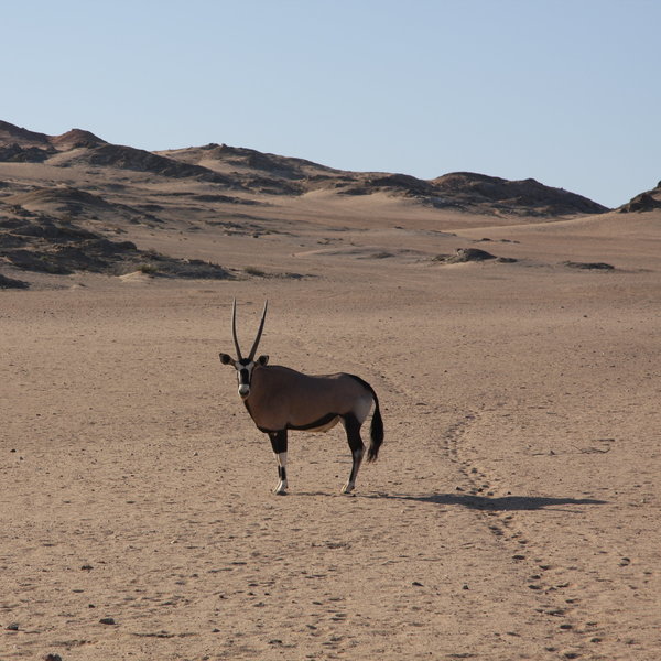 Hoanib Skeleton Coast Camp