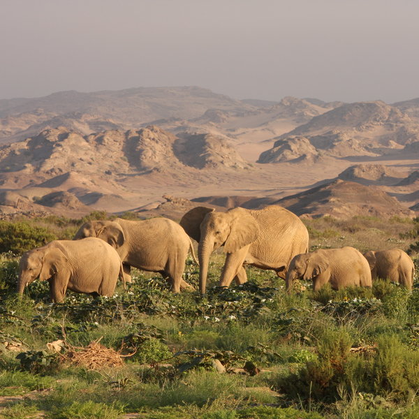 Hoanib Skeleton Coast Camp
