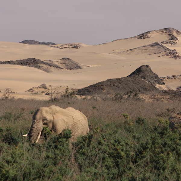 Hoanib Skeleton Coast Camp