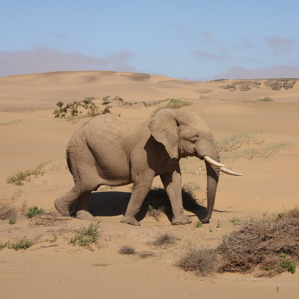 Hoanib Skeleton Coast Camp
