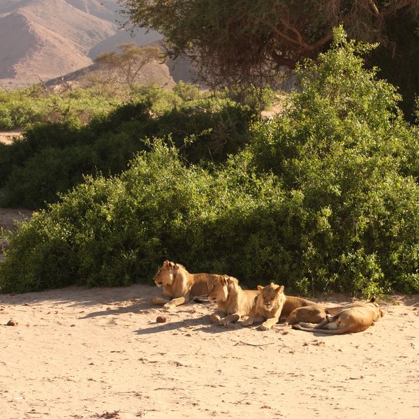 Hoanib Skeleton Coast Camp