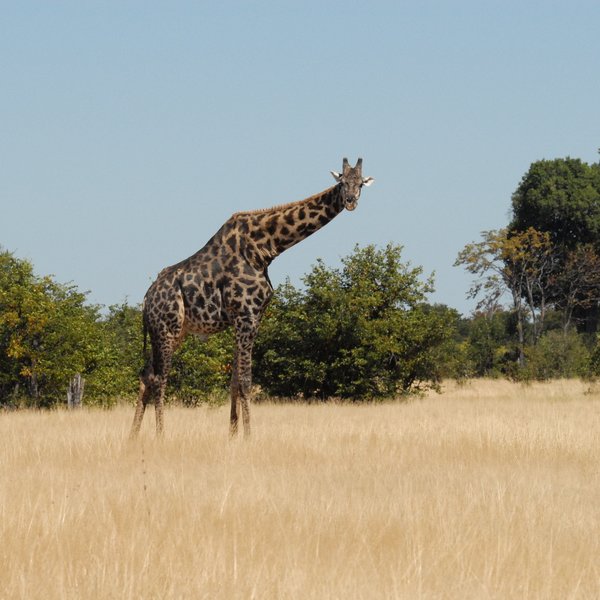 Camp Hwange