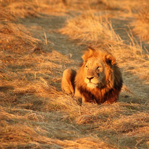 Mukambi Safari Lodge