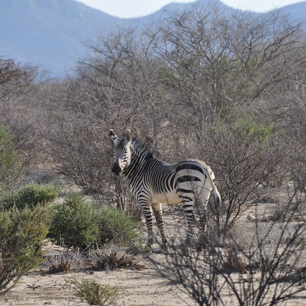 You may also see Hartmann's mountain zebra...