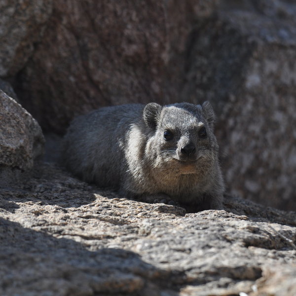 ...and you are sure to see rock hyrax or 'dassie' around the camp...