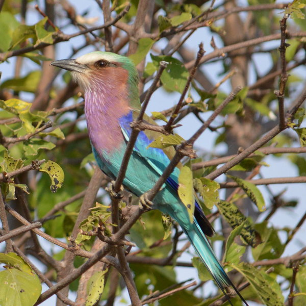 ...and can spot some interesting animals.