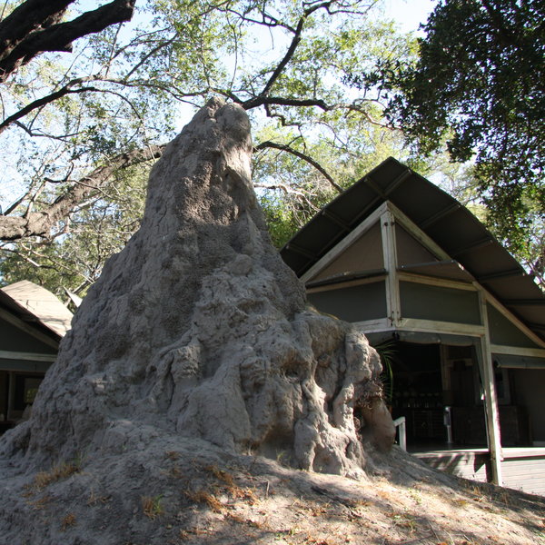 The main area is characterized by a massive termite mound,…