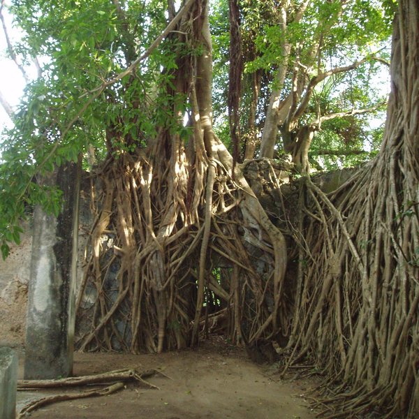 Chole Mjini Lodge