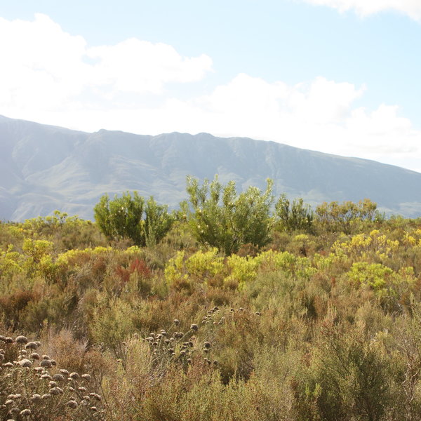 ...and the Langeberg Mountains.