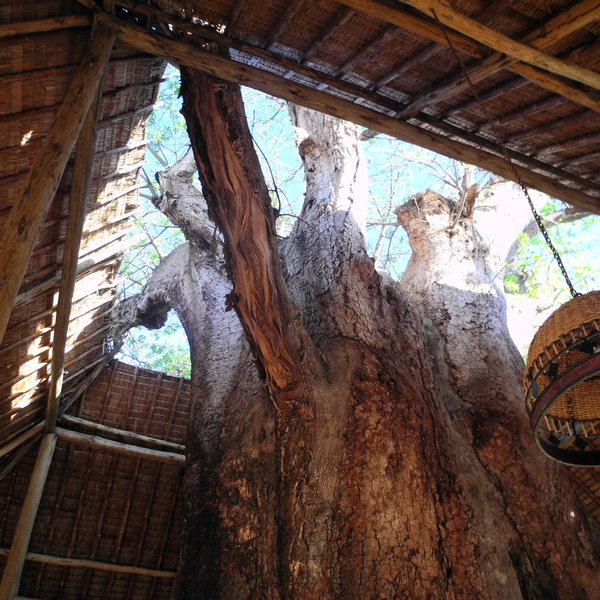 Baobab trees are common in Tarangire, and the main area here is right beside one.