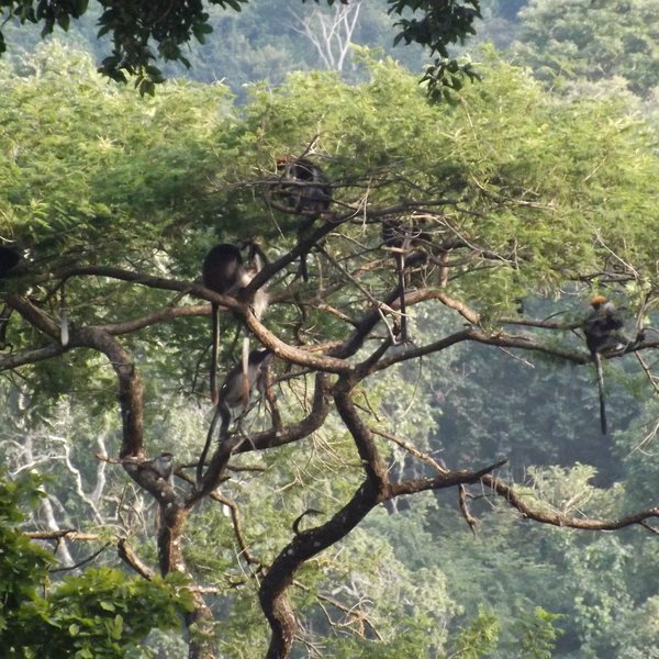 ...where you can watch colobus monkeys playing in the trees.