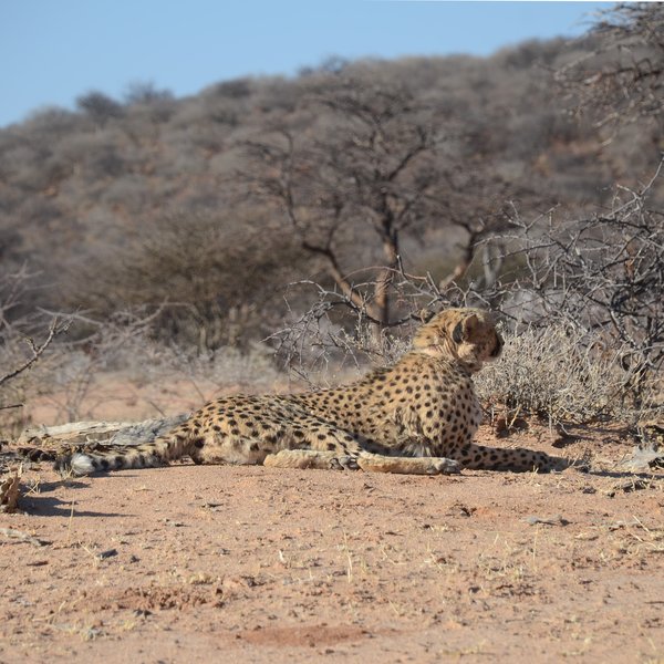Okonjima Plains Camp