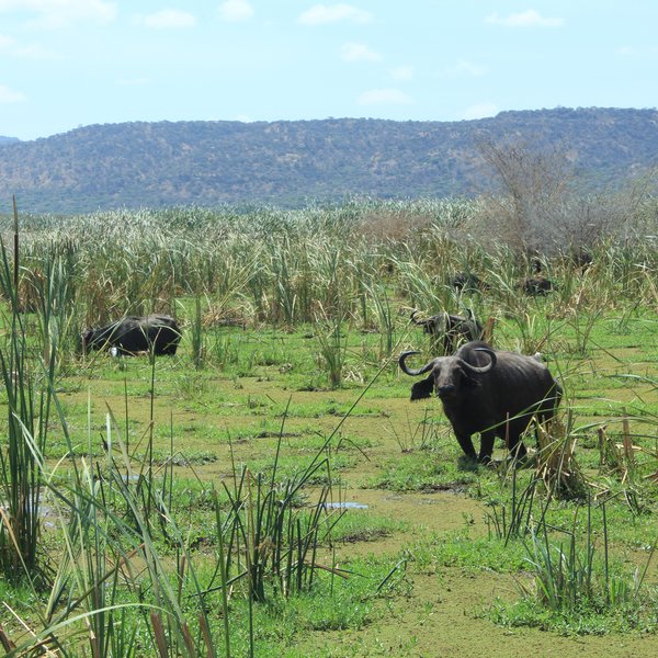 Lake Manyara Tree Lodge
