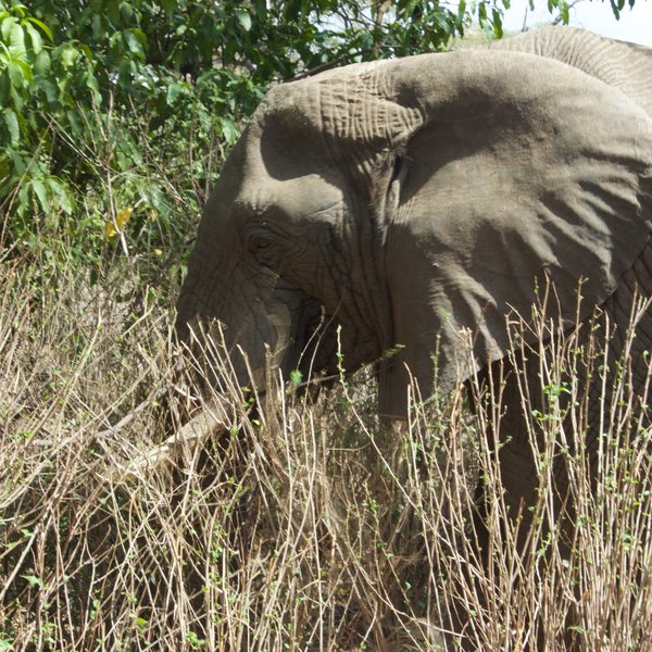 Lake Manyara Tree Lodge
