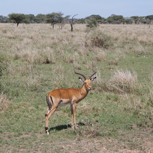 Nomad Serengeti Safari Camp