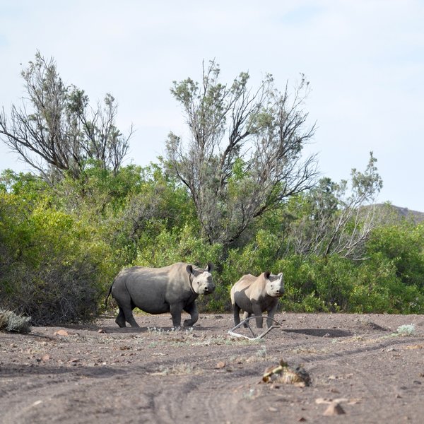 You may be lucky to see some of the last free-ranging black rhino in the world...