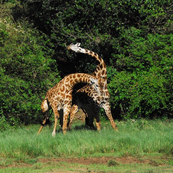 Tangulia Mara
