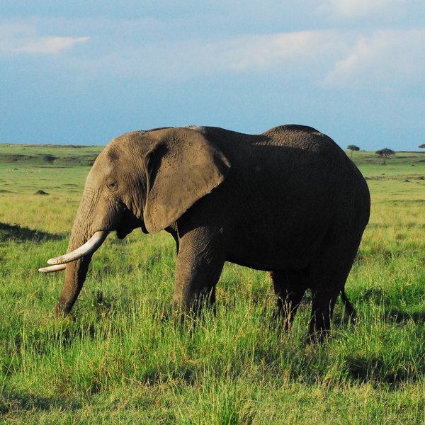 Tangulia Mara