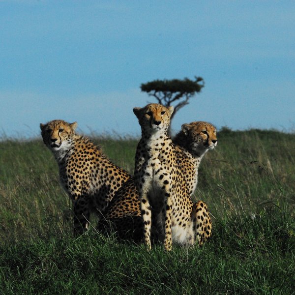 Tangulia Mara