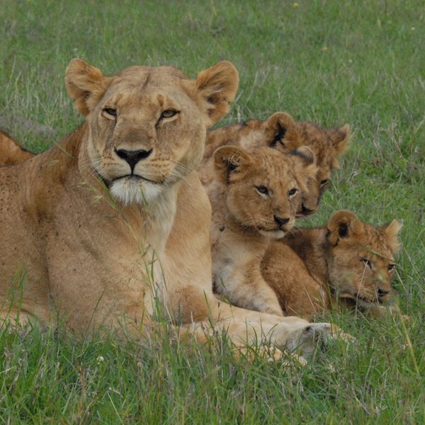 Tangulia Mara