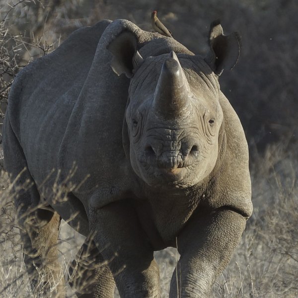 At Saruni Rhino you can track black rhinos on foot.