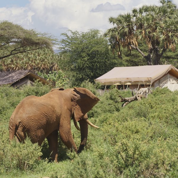 Elephant Bedroom