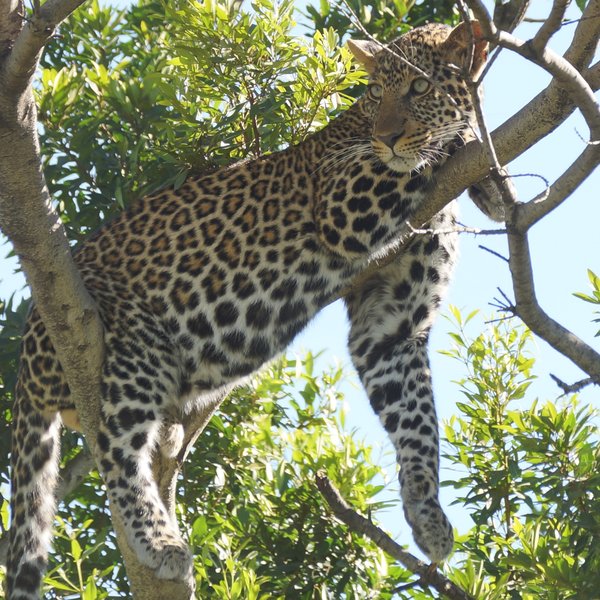 …in prime, big cat country.