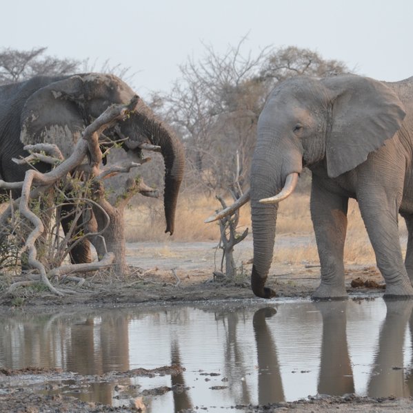 ..and some thirsty elephants...