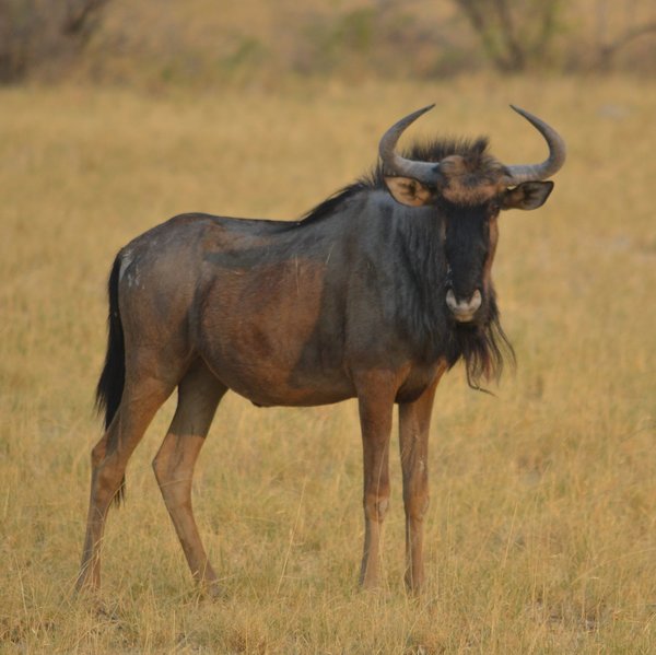 ...and the occasional wildebeest.