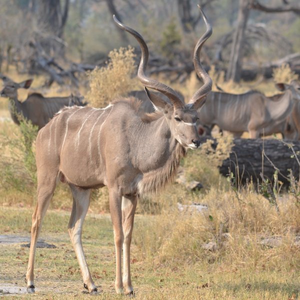 Camp Moremi